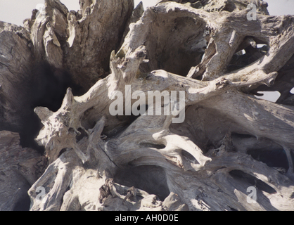 Weathered driftwood root palla da grande albero, lavato fino a uno stato di Washington beach. Foto Stock