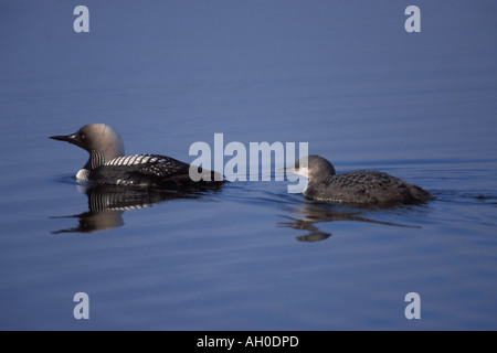 Pacific loon Gravia pacifica coppia lungo la centrale costa artica dell'Alaska Foto Stock