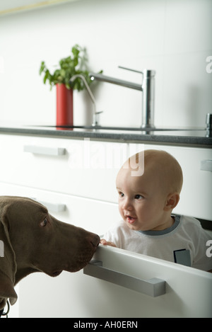 Baby sitter nel cassetto, essendo intercettato dal cane Foto Stock