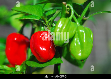 Habanero Peperoncino (Capsicum chinense) cresce su impianto NEL REGNO UNITO Foto Stock