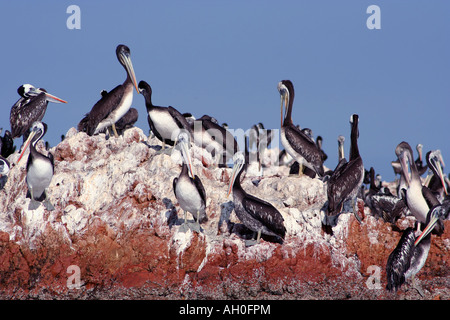 Grande gruppo di pellicani incontro sugli scogli presa all'Islas Ballestas nel sud del Perù Foto Stock