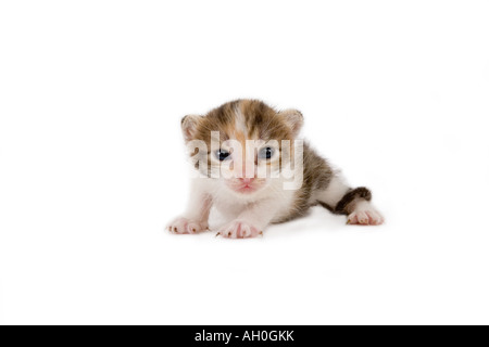 3 settimane striped kitten isolato Foto Stock