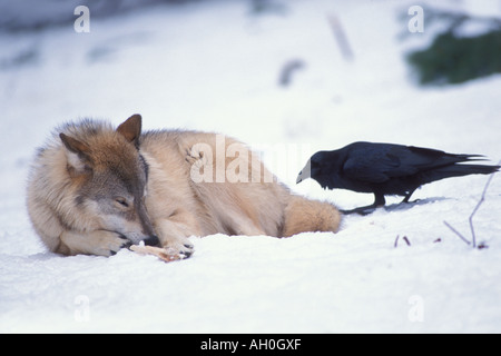 Lupo Canis lupus alimentazione comune e Corvo imperiale Corvus corax nelle colline ai piedi delle montagne Takshanuk Alaska Foto Stock