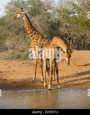 Giraffe bere Foto Stock