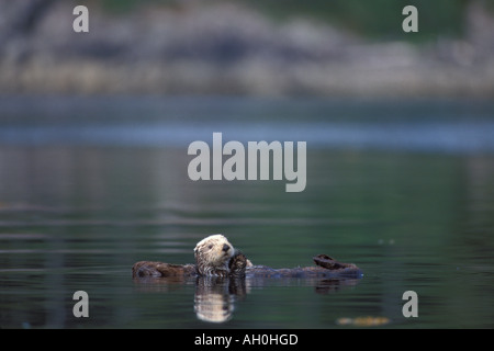 Sea Otter Enhydra lutris coppia nel mulino di sega Baia di Prince William Sound Alaska Foto Stock