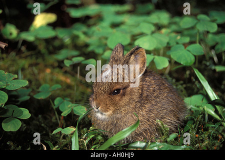 Coniglio pigmeo Brachylagus idahoensis nella foresta pluviale del Parco Nazionale di Olympic Olympic Peninsula Washington Foto Stock