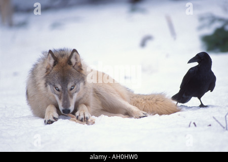 Lupo Canis lupus alimentazione comune e Corvo imperiale Corvus corax nelle colline ai piedi delle montagne Takshanuk Alaska Foto Stock