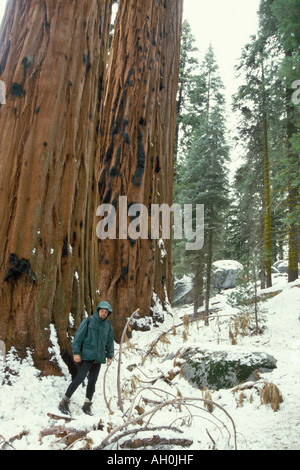 Sequoia gigante Sequoiadendron giganteum ed escursionisti nel Parco Nazionale di Sequoia e Kings Canyon nord della California Foto Stock