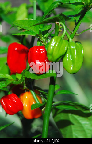 Habanero Peperoncino (Capsicum chinense) che cresce su un impianto nel Regno Unito. Foto Stock