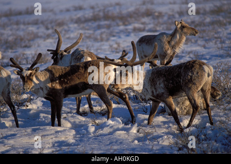 Terra povera caribou Rangifer tarandus sul 1002 pianura costiera dell'Arctic National Wildlife Refuge Alaska Foto Stock