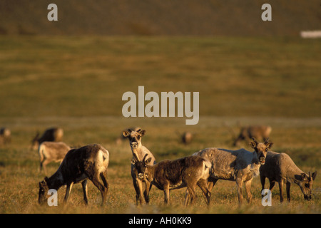 Terra povera caribou Rangifer tarandus vacche sulla 1002 pianura costiera Arctic National Wildlife Refuge Alaska Foto Stock