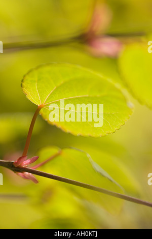 I giovani emergenti delle foglie di Katsura Tree Cercidiphyllum japonicum Foto Stock