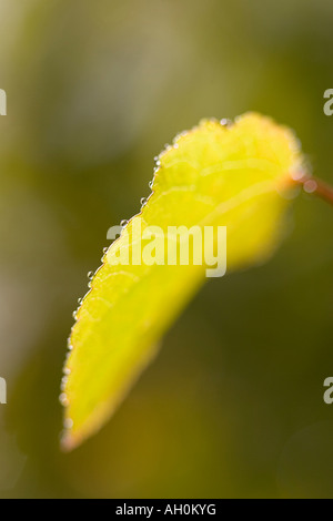 I giovani emergenti foglia di Katsura Tree Cercidiphyllum japonicum Foto Stock