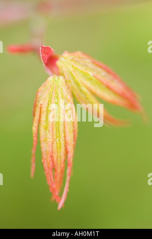 Due giovani emergenti delle foglie di acero giapponese foglie Acer palmatum Foto Stock