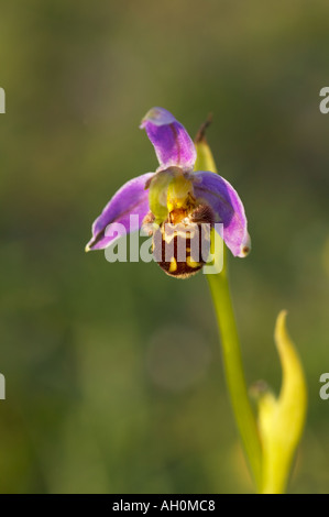 Bee orchidee in fiore a Quarry Bank riserva naturale Clitheroe Lancashire Foto Stock