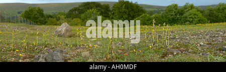 Panoramica di Bee orchidee in fiore a Quarry Bank riserva naturale Clitheroe Lancashire Foto Stock