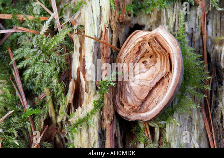 Chiusura del vecchio tronco di albero che mostra lettiera di bosco Foto Stock
