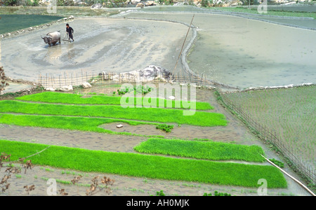 Lavorando in un campo di risone - Vietnam del nord Foto Stock