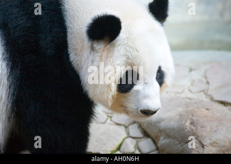 I pandas di Chiang Mai Zoo in Chiang Mai Thailandia Foto Stock