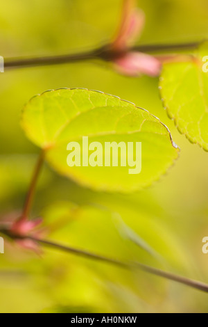 I giovani emergenti delle foglie di Katsura Tree Cercidiphyllum japonicum Foto Stock