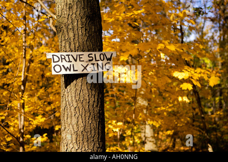 Guidare lentamente il gufo attraversando il segno inviato su un albero Foto Stock