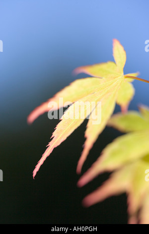 Giapponese di foglie di acero Acer palmatum Foto Stock