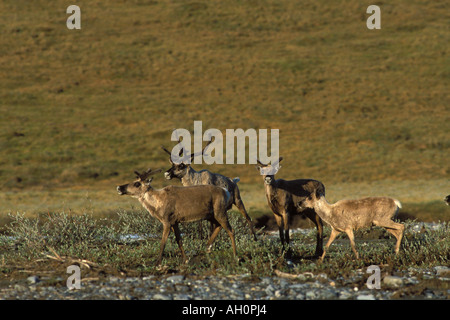 Terra povera caribou Rangifer tarandus porcupine mandria 1002 pianura costiera Arctic National Wildlife Refuge Alaska Foto Stock