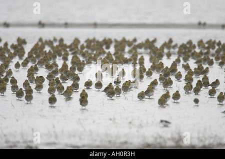 Grande gregge di Golden Plover Pluvialis apricaria. Regno Unito. Foto Stock