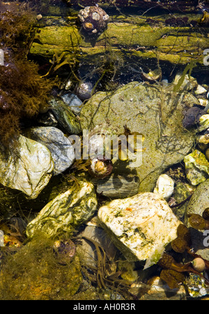 Piccola piscina di roccia a Falmouth, Cornwall. Foto Stock