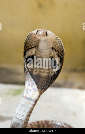 Indian Spectacled Cobra. India Foto Stock