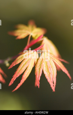 Un gruppo di giovani emergenti delle foglie di acero giapponese foglie Acer palmatum Foto Stock