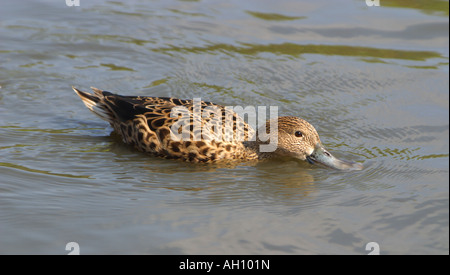 Rosso argentino mestolone, Anas platalea Foto Stock