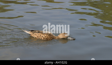 Rosso argentino mestolone, Anas platalea Foto Stock