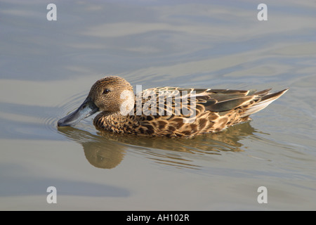 Rosso argentino mestolone, Anas platalea Foto Stock