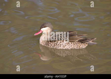 Rosso-fatturati pintail, Anas erythrorhyncha Foto Stock