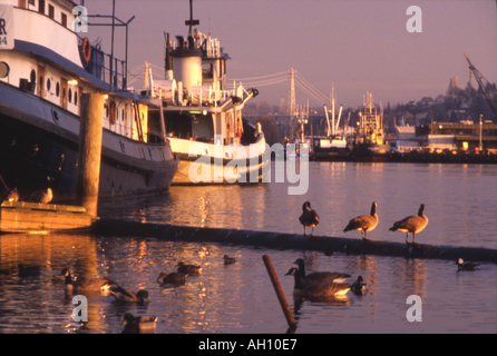 Rimorchiatori e Oche del Canada al tramonto a bordo della nave Canal, Seattle, Washington Foto Stock