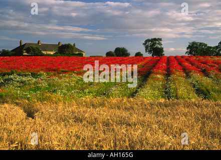 Papaveri e coltivazioni , Elie , Fife Foto Stock