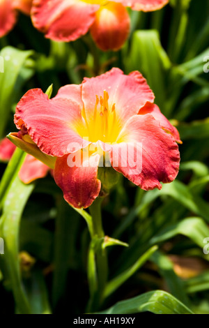 Rosso arancione daylily con centro di colore giallo Foto Stock