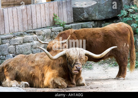 Highland scozzesi bovini Bos Taurus e noto anche come longhorn Hairy Coo o Heelan Coo sono un'antica razza scozzese di capi di bestiame Foto Stock