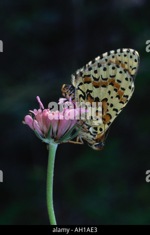 Lesser Spotted Fritillary butterfly melitaea trivia Foto Stock