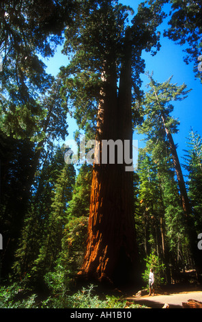 Parco Nazionale di Yosemite Mariposa Sequoia gigante Grove fedeli giovane California USA Stati Uniti d'America Foto Stock