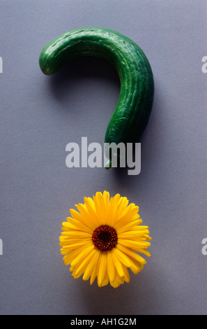 Collage di punto interrogativo con il cetriolo e gerbera gialla fiore su sfondo grigio Foto Stock