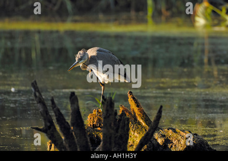 Unico airone cenerino in piedi su una piedi al sole del mattino (Ardea cinerea) Foto Stock