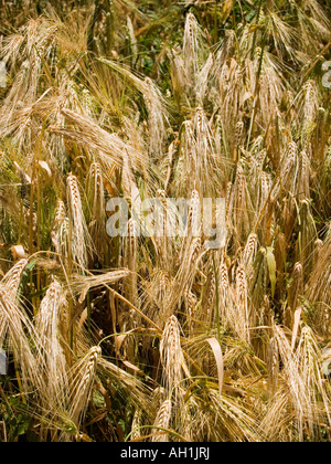 Il grano pronto per la mietitura in Karakorum Montagne del Pakistan Foto Stock