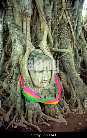 In pietra scolpita testa di Buddha e faccia, incorporato in Fig Tree radici in Ayuthaya Thailandia Foto Stock