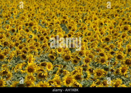 Campo di girasole , Karnataka , India Foto Stock