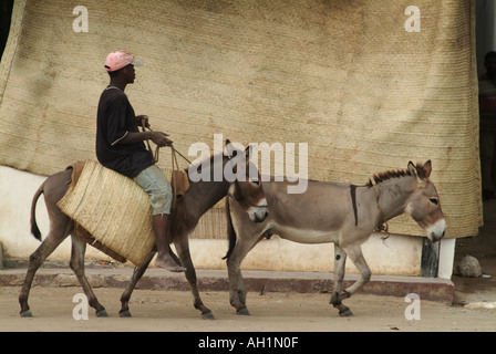 Un uomo locale cavalcando un asino sul lungomare nella città vecchia di Lamu. Isola di Lamu, Kenya, Africa Foto Stock