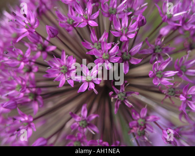 Allium testa di fiori Foto Stock