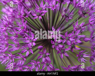 Allium testa di fiori Foto Stock