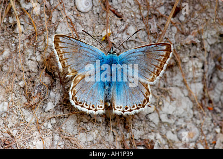 Blu Chalkhill Polyommatus coridon a riposo sul terreno con alette aperte ensoleillement stesso hexton hertfordshire Foto Stock